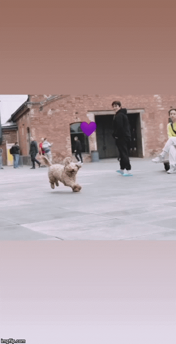 running puppy