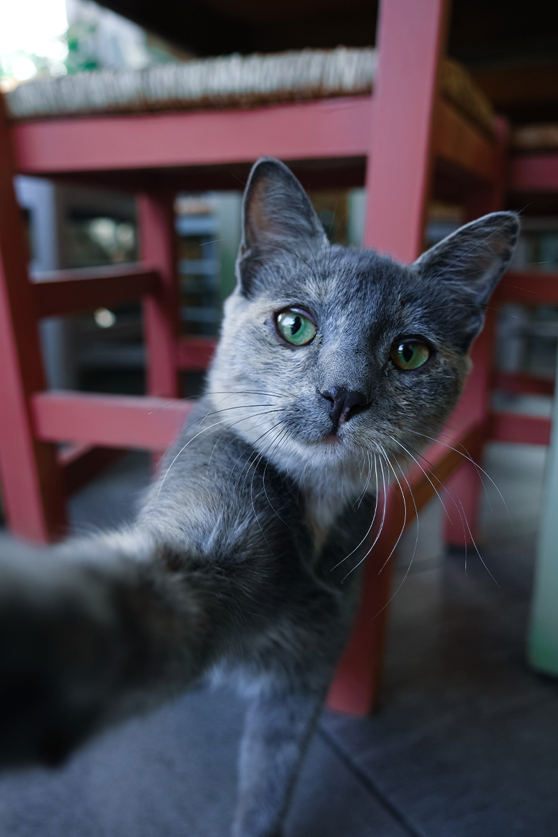 cat in photo looks like its taking a selfie