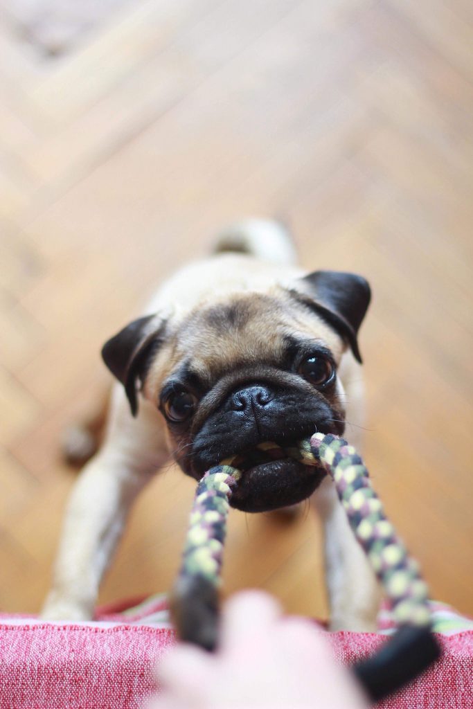 dog photography