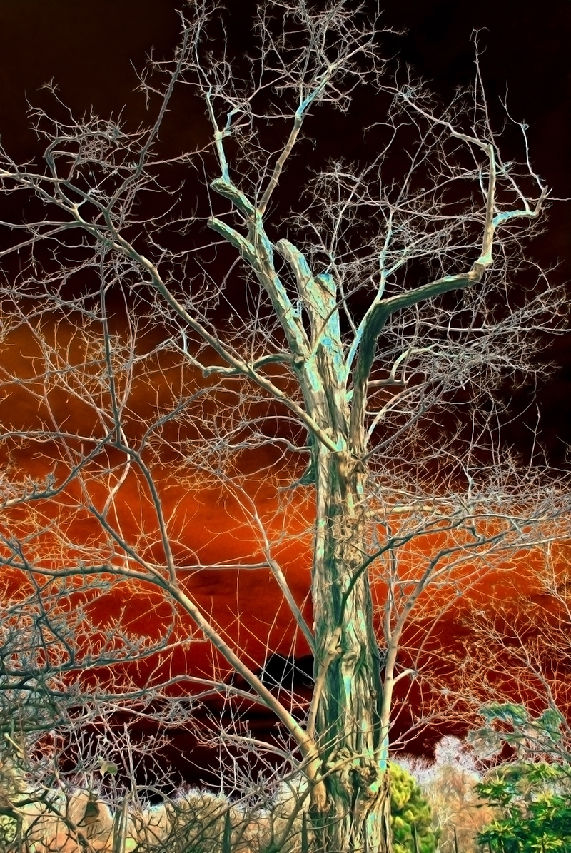  a surreal high-contrast photograph of a tree