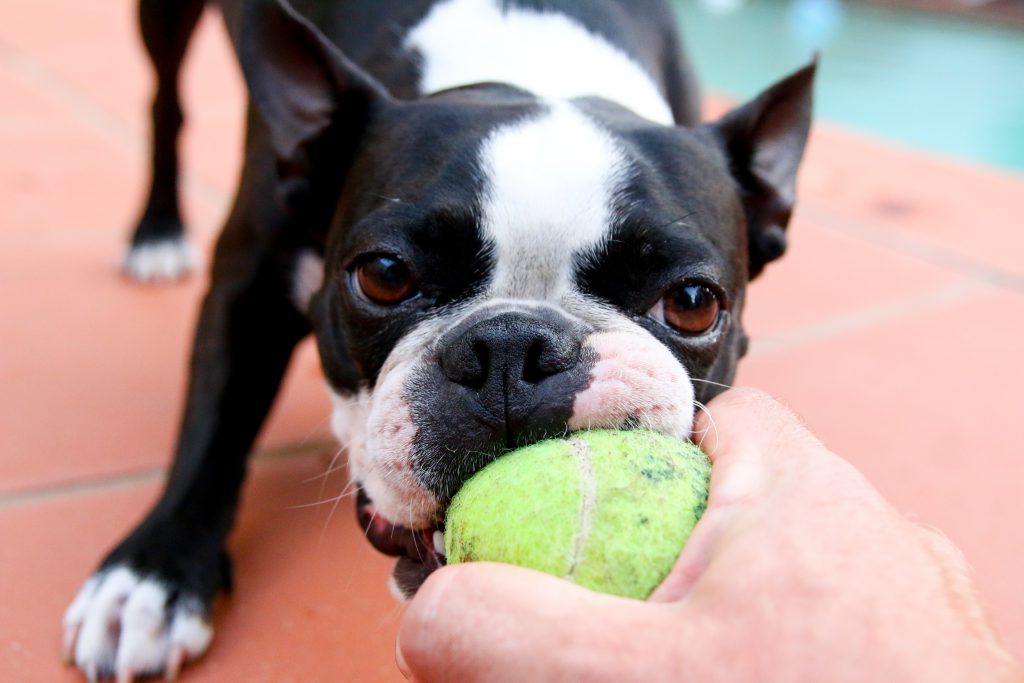 dog and tennis ball