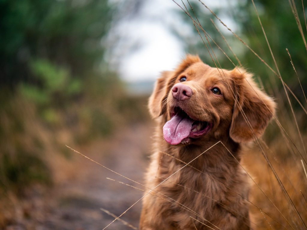 dog photography