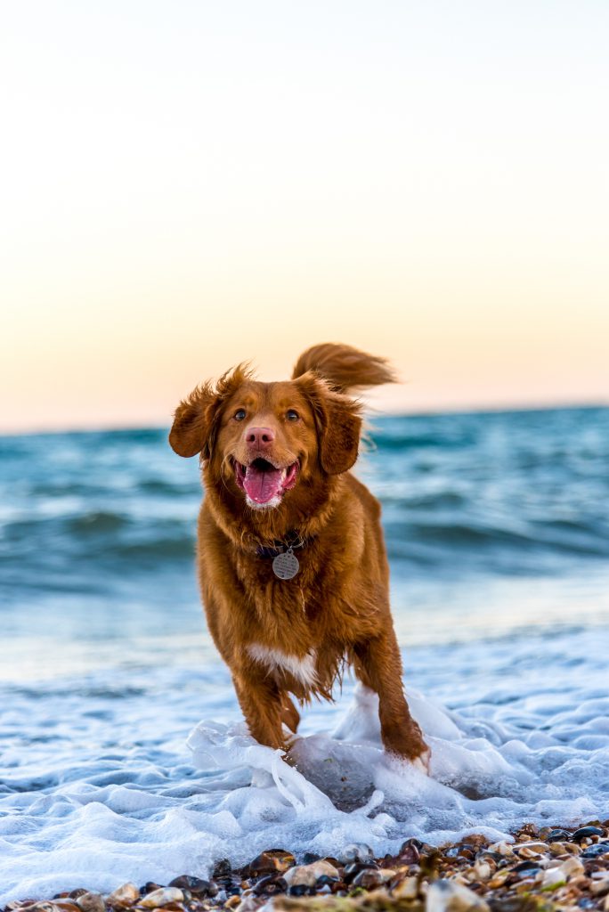 dog at the beach