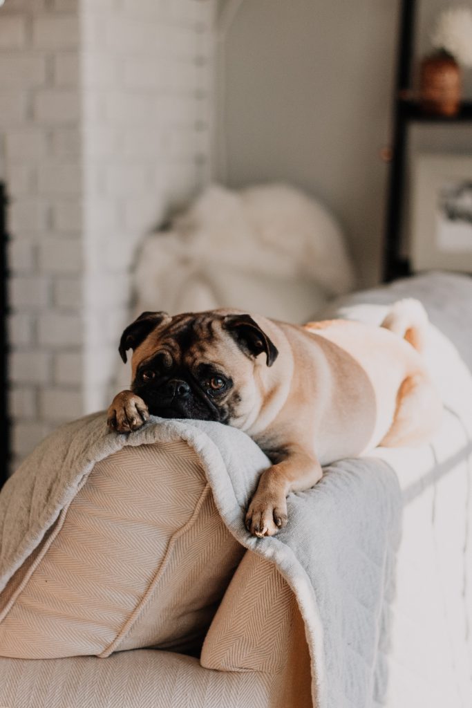 dog photography