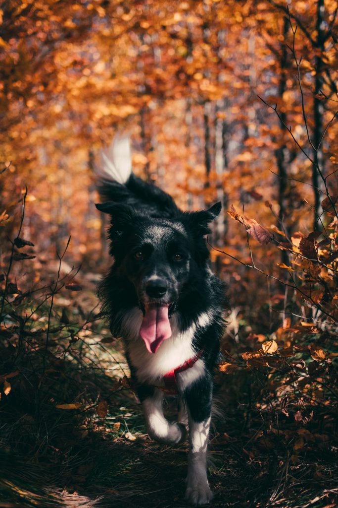 dog in forest