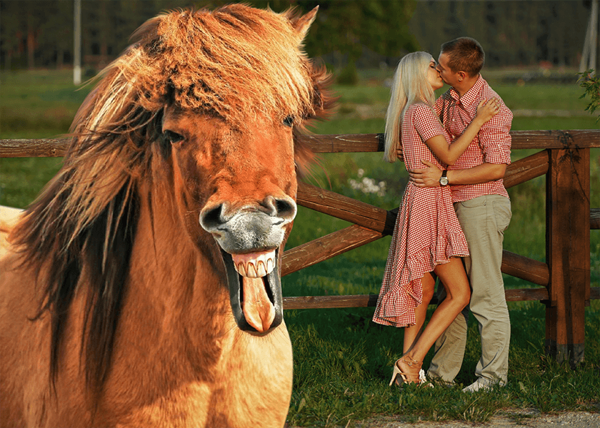 How to transform your images with Pixomatic animal stickers Horse