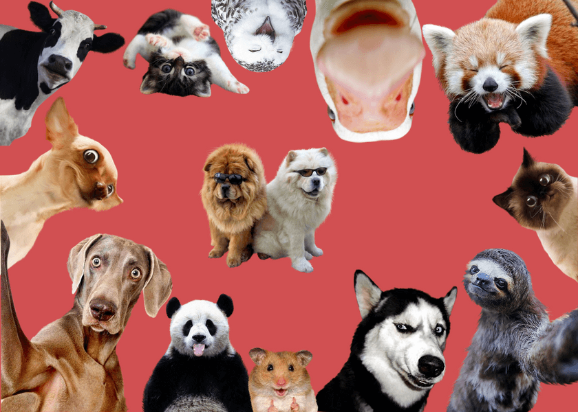 Your day needs an animal photobomb. Don’t look for one – create it